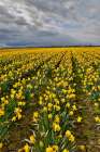 USA, Washington State, Skagit Valley. Yellow Daffodils growing in field Art Print